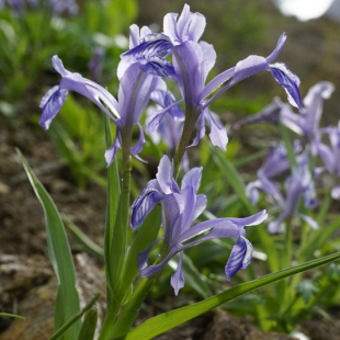 Iris zenadiae